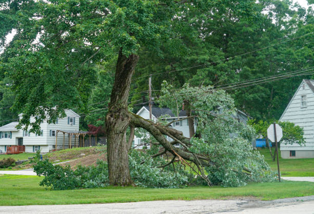 Pearl City, HI Tree Care Services Company